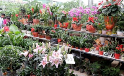西安苗木花卉产业蓬勃兴起，综合产值达50亿元