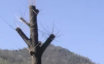 250年古树被砍成“秃头”，四川旺苍林业局称已立案调查