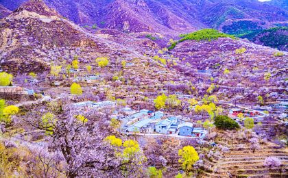 逛花市、过大年，千余种年宵花卉扮靓京城