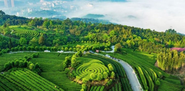 永川修复竹山茶海推动“两山”建设枝繁叶茂