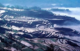 重庆酉阳县：荒山变绿山 米粮换金山|“点绿成金”惠民生