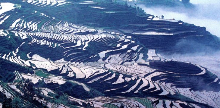 重庆酉阳县：荒山变绿山 米粮换金山|“点绿成金”惠民生