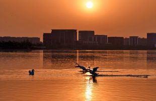 “五一”到北龙湖湿地公园拍天鹅 #五一去哪骑