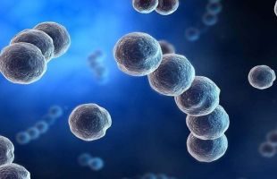 我国科研团队成功合成一次性降解5种有机污染物的新型工程菌株