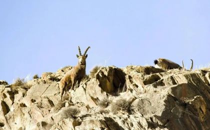 新疆拜城：22只北山羊“同框聚会”