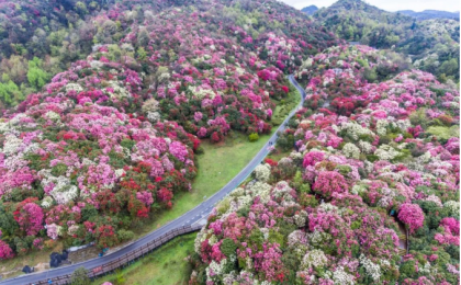 万里春色如许！12条五一踏青赏花路线 邂逅最美春日中国