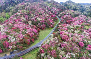 万里春色如许！12条五一踏青赏花路线 邂逅最美春日中国