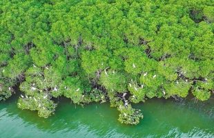 北海这片红树林被发现，是目前广西面积最大原生海漆红树林纯林
