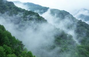 宁夏探路生态脆弱地区深化集体林权制度改革