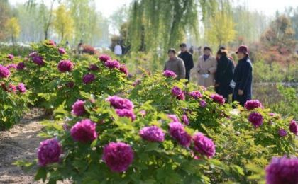 多地鲜花盛景引客来 赏花游催热“美丽经济”