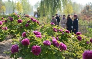 多地鲜花盛景引客来 赏花游催热“美丽经济”