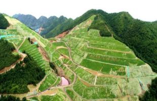 乡土植物，生态修复的好帮手