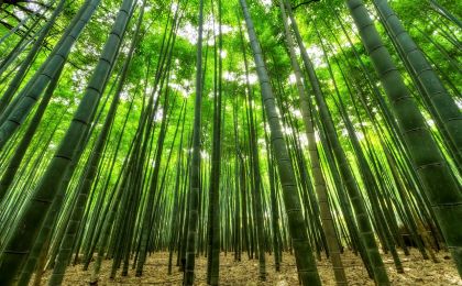 江西吉水：首个林业碳汇项目挂网公示 开启“两山”转化新篇章