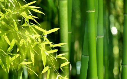 “飞天运竹”改写竹材运输史！低空经济激活129万吨“绿色宝藏”
