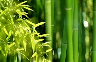 “飞天运竹”改写竹材运输史！低空经济激活129万吨“绿色宝藏”