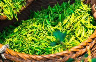 成都推动茶产业投资及茶叶销售 签约金额超3．5亿元