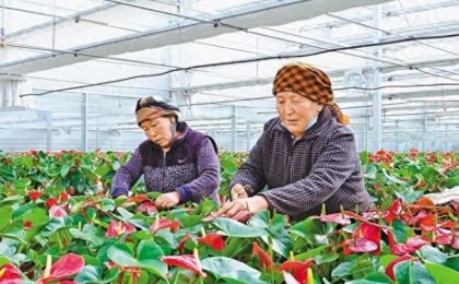 拉萨：花卉种植 催生“美丽经济”