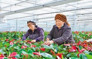 拉萨：花卉种植 催生“美丽经济”