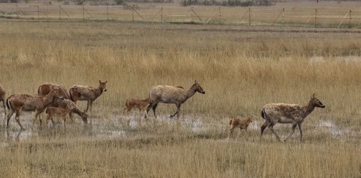 5只小麋鹿“落户”宁夏青铜峡 见证湿地生态修复成效