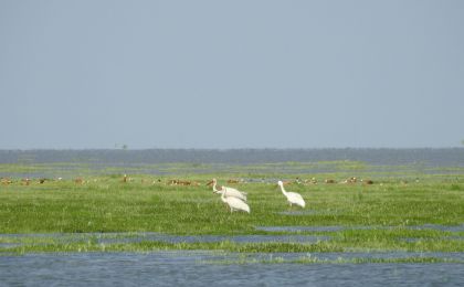 首批中国生态旅游十大示范景区之鄱阳湖国家湿地公园