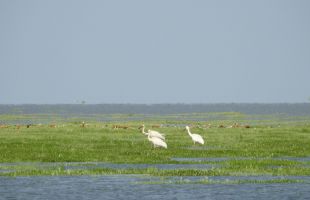 首批中国生态旅游十大示范景区之鄱阳湖国家湿地公园