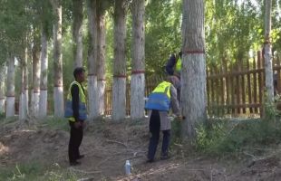 敦煌市45万株林木将集体“打针”