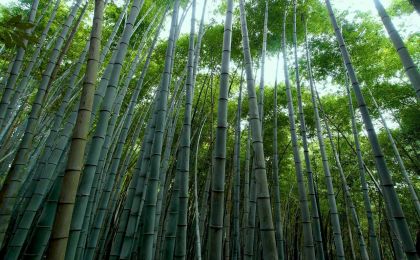 森林经营、草地生态修复……四川发布三项林草碳普惠项目方法学