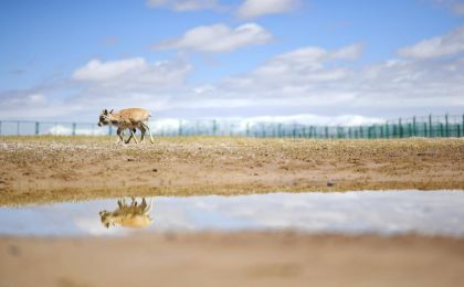 保护生物多样性 守住地球多样美