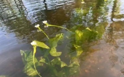 四川湿地保护项目邛海示范点海菜花水生蔬菜引种成功