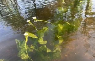 四川湿地保护项目邛海示范点海菜花水生蔬菜引种成功