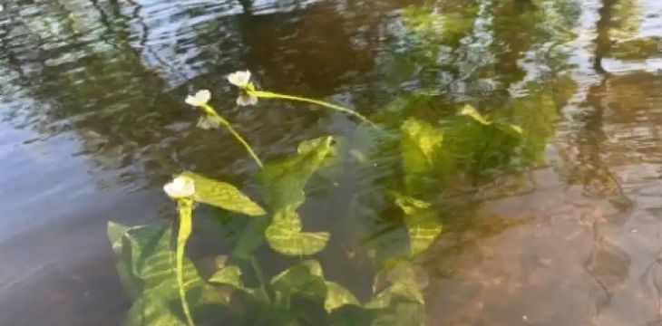 四川湿地保护项目邛海示范点海菜花水生蔬菜引种成功
