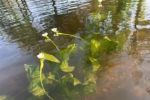 四川湿地保护项目邛海示范点海菜花水生蔬菜引种成功