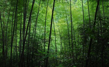 《木竹产业碳排放与典型产品碳足迹研究》出版