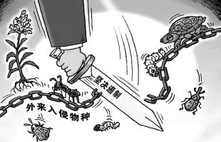 全球入侵物种成本知多少？最新研究称过去60年间每年约350亿美元