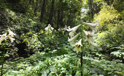 植株最高达3米！云南龙陵发现万株野生云南大百合