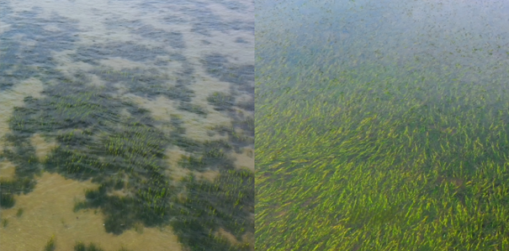 在渤海种下一片“海底草原”——河北省唐山市曹妃甸海草床生态保护修复案例