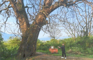 痛心！三百年古树竟遭毒手……
