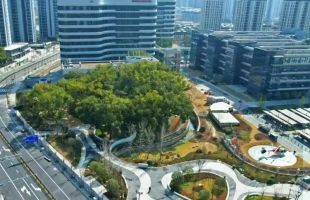 丽水城市建设项目为古树让路 香樟公园成了新地标
