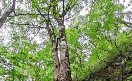 太白山自然保护区发现水青树古树群 系国家二级重点保护野生植物