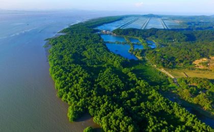 1.14万公顷“海岸卫士”，红树林湿地成为自然教育新课堂