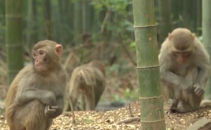 江苏一景区“月均6万元收编泼猴”引关注 “人猴冲突”如何解决？