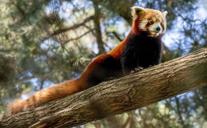 “小熊猫叫早”被叫停，野生动物不是人类玩物