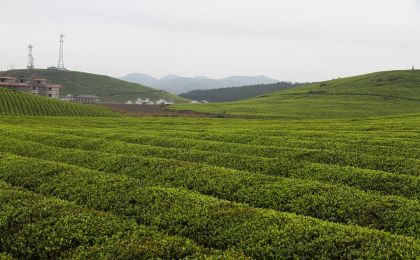 湖南首笔碳票质押贷款落地 十八洞村560余公顷林地凭碳票获300万贷款