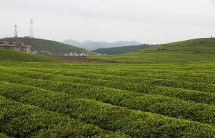 湖南首笔碳票质押贷款落地 十八洞村560余公顷林地凭碳票获300万贷款
