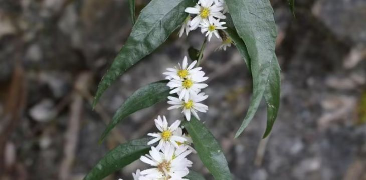 贵州发现菊科植物新物种麻阳河紫菀