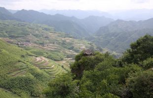 在浙江省率先享受“浙林碳汇”项目收益分红 龙泉16个村领到12.4万元“空气红利” 