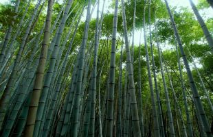 林业碳汇交易要与多样化生态产品连接起来 