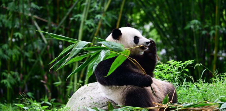 野生大熊猫有多少？种群如何分布？科研团队实地探秘