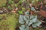 大理大学团队发表并命名植物新物种兰坪蟹甲草