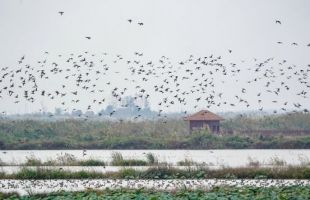 武汉市人民代表大会常务委员会关于加强湿地保护的决定